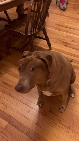 More Belle Drawings! She is an excellent muse. | Bellebows