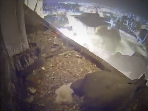 And then there were four! Another peregrine falcon chick has hatched at Derby Cathedral. www.bit.ly/derbyblog | BBC Derby