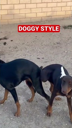 💥Doberman’s Caught In The Act Mating / Breeding.