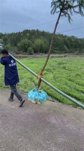 Man Carries Heavy Load with Bamboo Pole, Showcasing Rural Strength