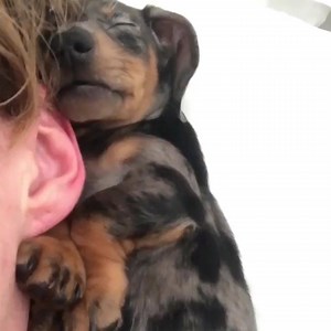 Snuggled up nice and close to his human ❤️ Known for being lapdogs, they're also accomplished hunting dogs: bit.ly/AKCDachshund | American Kennel Club