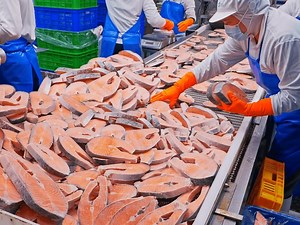 3.2K views · 22 reactions | Salmon Cutting Processing Plant, Salmon Miso Soup Making - Food Factory | Sea Pub | Facebook