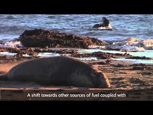 Northern Elephant Seals
