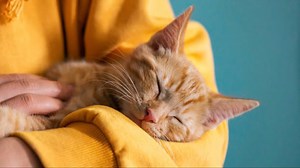 Cat Owners Face Higher Schizophrenia Risk, Says Psychiatrists