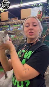 Chin-chillin w/ Emma ✨💫 #njexoticpets | NJ Exotic Pets