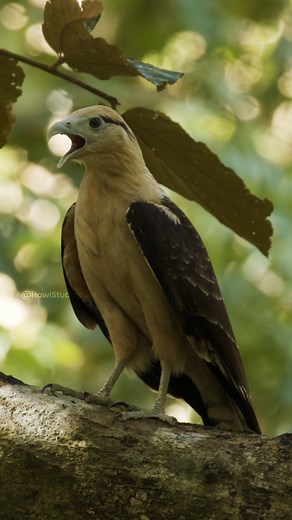 CaraCara Bird Calling Wincent jfLrC #bird #nature #wildlife | HAWI Studios