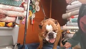 3.2K views · 77 reactions | ZELDA Female 4 years DO1632 Zelda is a 4...