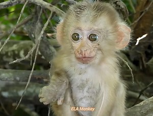 Poor cheko monkey enjoys playing and eating happily | The Story Daily