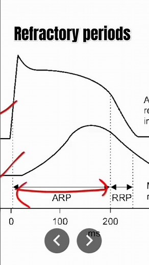 Refractory periods