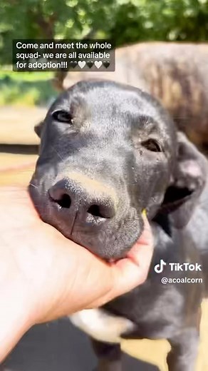 9.5K views · 192 reactions | This adorable little family was found...