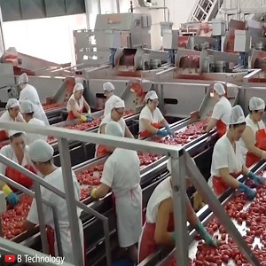 1.4K views · 37 reactions | Tomato Harvesting And Processing Process With Modern Technology #FarmChannel | Farm Channel | Facebook