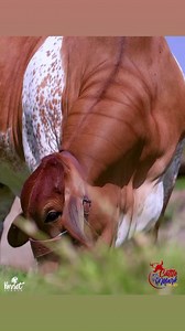 Parrot Studio on Reels