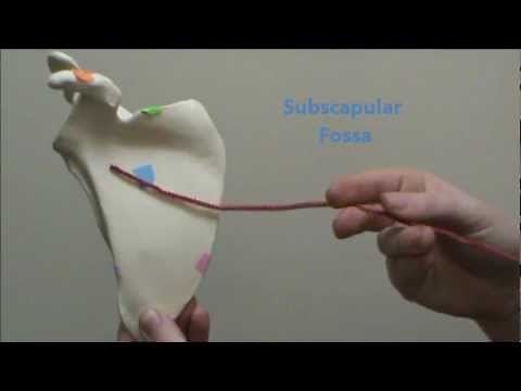 Scapula Anatomy