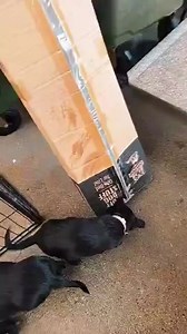 1.2K views · 17 reactions | The only thing chewable about the Chew Proof Bed is… the box it came in!!! Thank you Ready Vet Go - Pet Ambulance & Mobile Urgent Vet Care for donating this amazing bed to the foster pups. This bed from chewproofbeds is sure to last our adoption dogs a while! | All 4 Paws Dog Rescue | Facebook