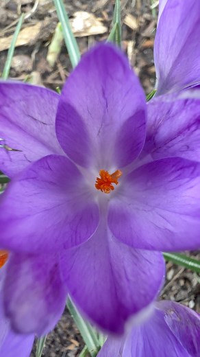 6.8K views · 26 reactions | Overtoun Park's Crocus Purple Flower #rutherglen #glasgow #scotlandtravel #GLASGOWTRAVEL #scotlandtravelvlog #naturalbeautiland盧 | Natural Beautyland | Facebook