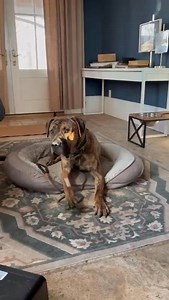 8K views · 1.3K reactions |  Roscoe Update: A Belated Birthday...