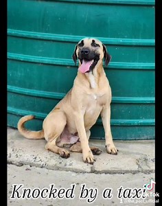 36 reactions · 29 shares |   POP UP ADOPTION   With the...