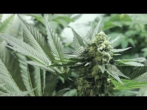 PRIMERA VEZ 💚 Cultivo de NOVATO de CANNABIS indoor SUPER SKUNK Sensi Seeds. Marihuana al Natural 40