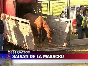 Transportul celor 50 de cai din Delta, catre abator, a fost oprit