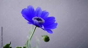 Beautiful blue anemone flower blooming on black background close up Anemone coronaria Trend colour Demonstrating the color of 2022 Very Peri Wedding backdrop Valentines Day concept 4k animation Stock Video