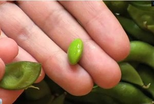 Watch How to Make Edamame on Amazon Live