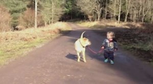 Cane diligente aspetta il bambino che si tuffa nella pozzanghera