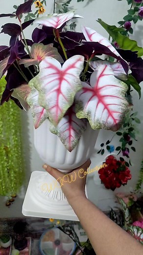 2.3K views · 37 reactions | Designer leaf #decor #showpiece #homedecoration #planters #flowerbasket #leaf #caladiumleaf #arumleaf | WOW Collection | Facebook