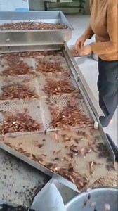 Cockroach farming, this insect is sweet 😂😂😂😂😂🤣 | Shadrack Agyekum