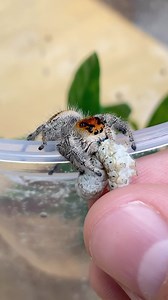 38K views · 254 reactions | Hand feeding Autumn, my female regal...