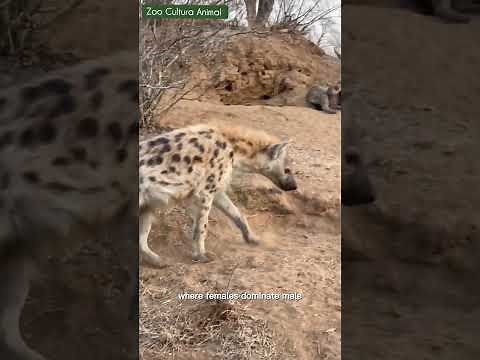 The Mystery of Hyenas: Are There Only Males? #wildlife #animals