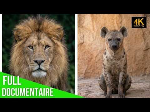 Lion vs Hyena Survival Battle in the African Savanna Documentary