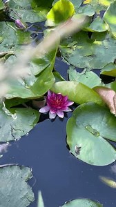arrière-plan bourgeon de nénuphar rose derrière : vidéo de stock (100 % libre de droit) 3847633923 | Shutterstock