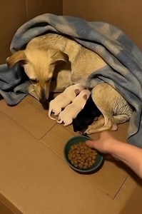 8.5M views · 25K reactions | Está Esta es la Actitud que hay que tener con los Animales @destacar | Frank Vega | Facebook