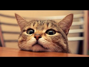 The Funniest Cat Videos on the Internet