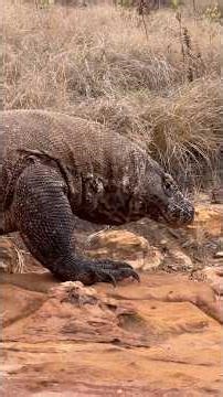 😨😨You Won’t Believe How Fast It Attacks‼️ #shorts #americanviewers #komodo #wildlifeentertainment