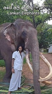 #elephants #love #srilanka #perahera | අපේ අලි ඇත්තු Sri Lankan Elephants