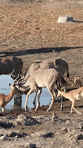 1.3K views | With a few gentle laps of its long tongue, the kudu takes a refreshing drink, its large ears twitching ever so slightly as it remains alert for any signs of danger. #kudu #wildlife | Madbookings - Travel Experts in Africa & Asia | Facebook