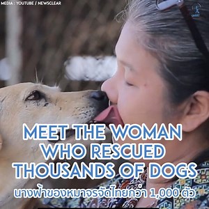 13K views · 105 reactions | Meet the Thai woman who rescued thousands of stray dogs, most of whom were abandoned by their owners when they were no longer 'cute'. Follow The Smart Local Thailand for more Thai videos in English like this! | The Smart Local Thailand | Facebook