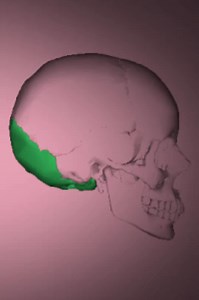 The occipital bone is a trapezoidal-shaped, single, flat cranial bone located at the posterior-inferior base of the skull, which protects the brain and facilitates head movement. #fyp #f