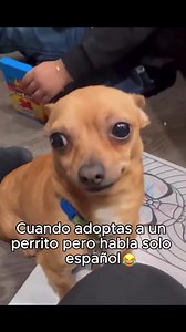 FIRULAIS TODOS TIPOS #perrosadorables #firulais #perrostiktokers #perrosvirales