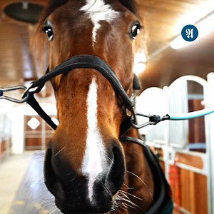 Da Per Jørgensens travhest var gitt opp av alle, kontaktet han hestehviskeren Monica. Nå har hesten diktert sin egen vei tilbake mot comebacket i løpsbanen. ⁠ ⁠ – Jeg tenkte «dæffern, det skal jeg gjøre». Dersom det kunne bidra til at hesten fikk et nytt liv, og kanskje kunne bli travhest igjen, så var det forsøket verdt å snakke med henne, sier Jørgensen.⁠ ⁠ ▶ Les saken via lenka --> https://www.adressa.no/i/0QW6Wo?source=facebook | Adresseavisen