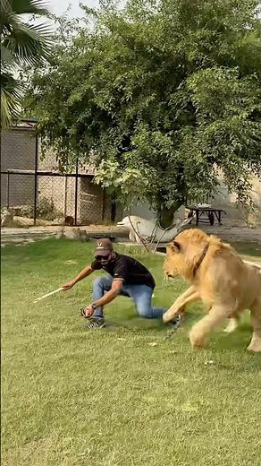 Episode 822: Naughty lion Simba attacking mood 😂🦁