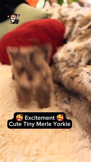 So Cute Tiny Merle Yorkie Puppy is in excitement mode #yorkie #yorkshireterrier #yorkiepuppies #yorkielove #yorkieoftheday #yorkiepuppy #yorkielife #yorkieoftheday #yorkielovers #yorkies | I Love Yorkshire Terrier