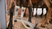 Medium dolly shot of the goats being milked by a milking machine at...