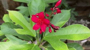 Jatropha Integerrima Commonly Known Peregrina Spicy Stock Footage Video (100% Royalty-free) 1102913015 | Shutterstock