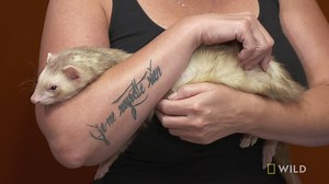 63K views · 39 shares | Maximus the ferret has a big lump on his face that needs attending to. | National Geographic Animals | Facebook