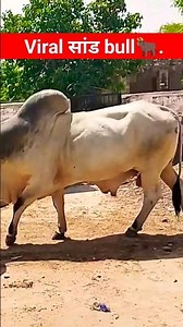 viral cow सांड video #shortvideo #foryou #funny #viralvideo #cow #bull #short