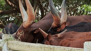 Ankole Watusi Cows Massive Horns: Stockvideos & Filmmaterial (100 % lizenzfrei) 3810044053 | Shutterstock