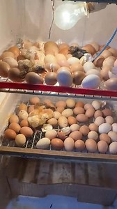 147K views · 1.2K reactions | First Baby Chick Breaks Out of Its Egg! | Mian Inventions | Facebook