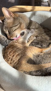 667K views · 32K reactions | Tewis the cat and Jerry the meerkat have an unbreakable bond 殺 #cat #catvideos #meerkat #cuteanimals #animallover | Ruben Namibia | Facebook